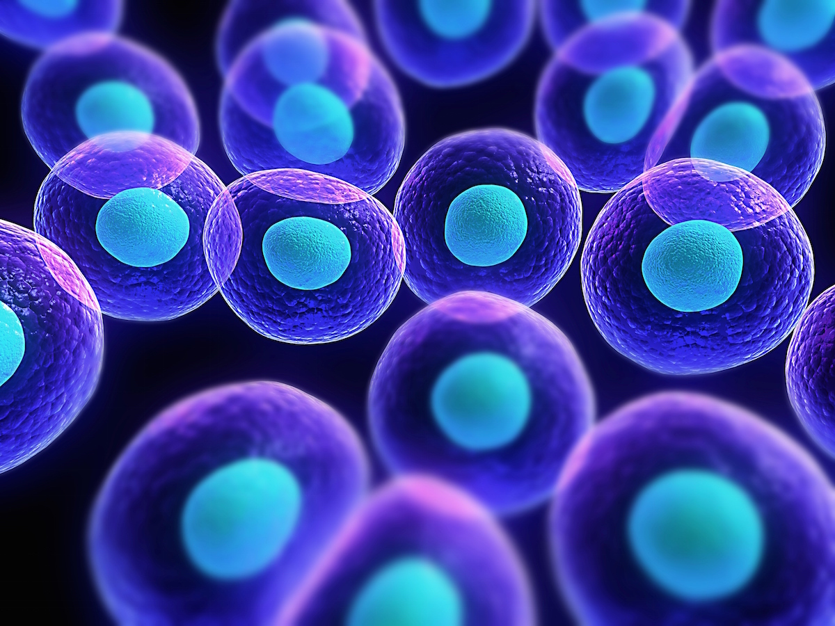 Celler i menneskekroppen1