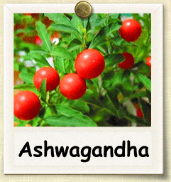Ashwagandha en plante som hjelper på søvnkvaliteten