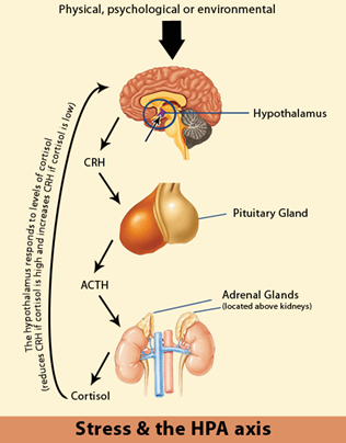 STRESS og HPA aksen