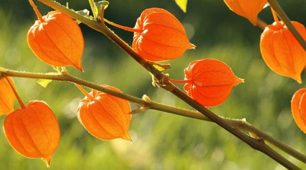 Ashwagandha vakre oransje bær mot søvnproblemer